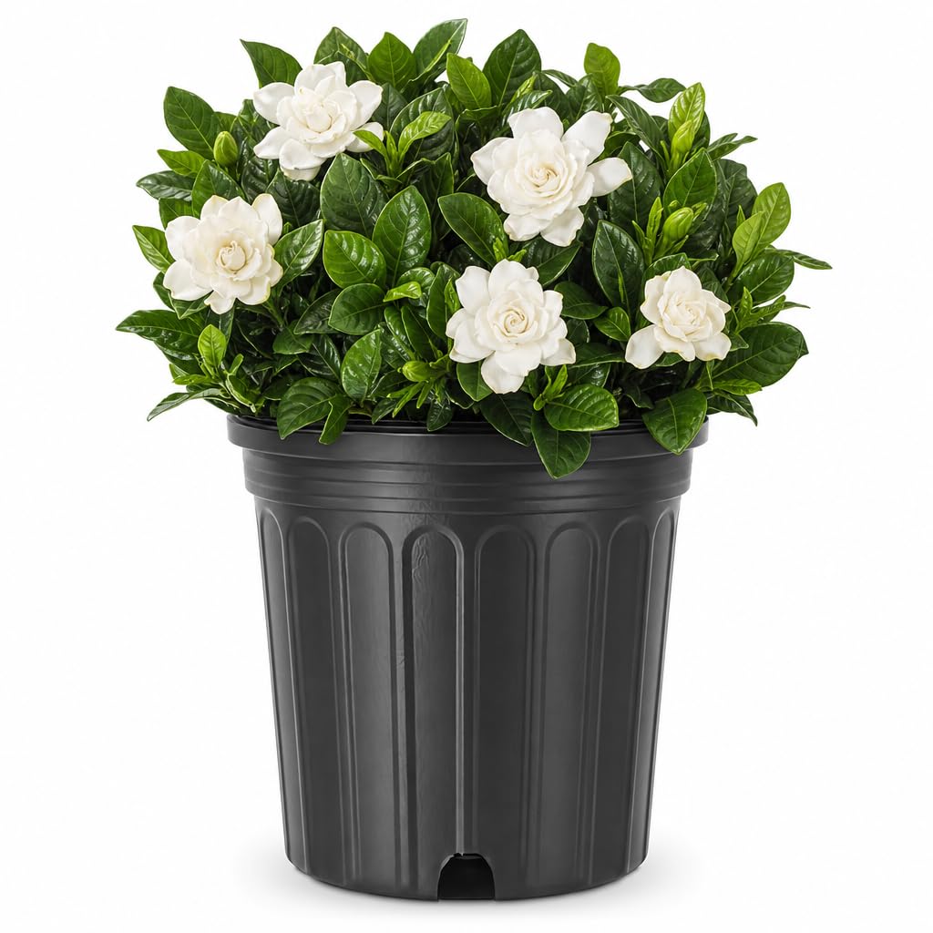 Gardenia Jasminoides 3 Gallon Live Shrub Z521175